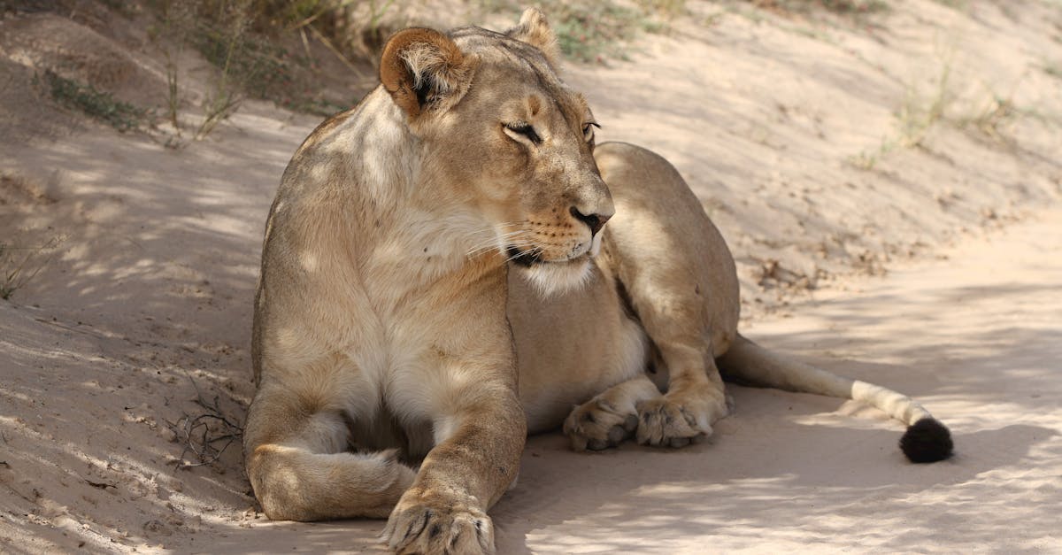 découvrez notre solution de protection contre les surcharge, conçue pour sécuriser vos appareils et éviter tout dommage. protégez vos équipements avec notre technologie fiable et performante pour un fonctionnement optimal.